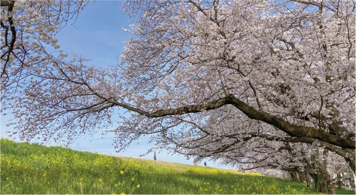 熊谷桜堤